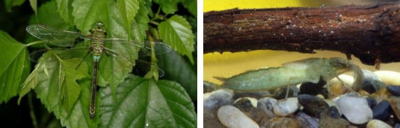 左：綠胸晏蜓 / 右：綠胸晏蜓的稚蟲