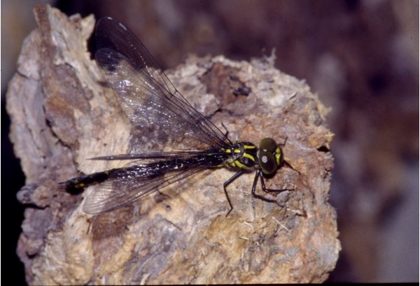 剛羽化的李斯晏蜓