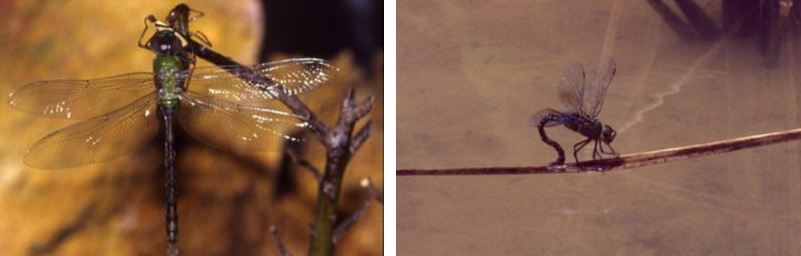 左：剛羽化的成蟲 / 右：雌蟲產卵