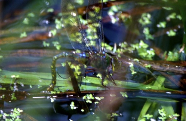 雌蟲將卵產於植物之莖幹內
