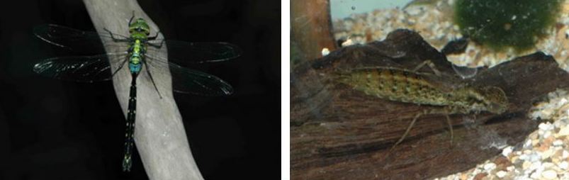 左：烏帶晏蜓 / 右：烏帶晏蜓稚蟲