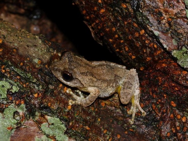 面天樹蛙在無尾港一帶的數量極多，也常出現在靠近海邊的林投樹上