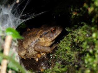 潮濕積水的斷樹幹中，各種蛙類都會利用它來產卵或躲藏，圖中為盤古蟾蜍