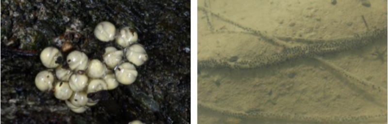 左：產在潮濕泥土裡的面天樹蛙卵，卵較其他的蛙卵大 / 右：盤古蟾蜍的卵呈拉鏈狀