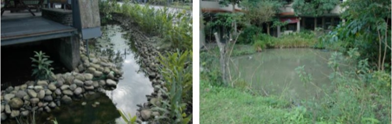 左：池子雖不大，但有很多蛙類聚集 / 右：岳明國小的生態池也是蛙類眾多的地方