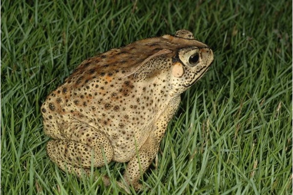 黑眶蟾蜍是無尾港一帶數量上算是排名第二的蛙類