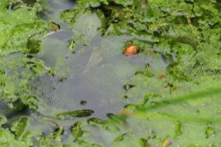 產在生態池中貢德氏赤蛙的卵