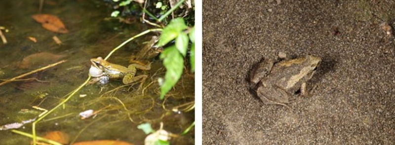 左：腹斑蛙也是生態池中的常客，給─給─的叫聲能讓人一聽就知道是誰了 / 右：常在乾燥的步道上出現的小雨蛙有著良好的保護色，要想見到他可是件不容易的事