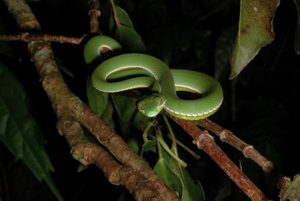 赤尾青竹絲是無尾港保護區中最常見的蛇類