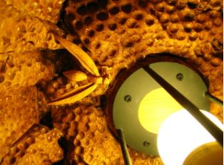 作品內部 (莊雅惠 攝)