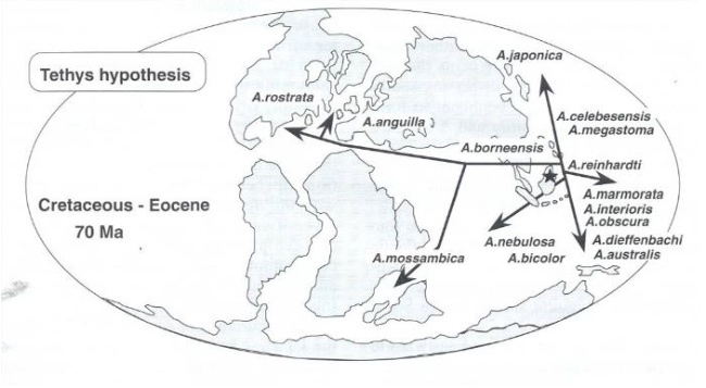 赤道走廊假說：大西洋的歐洲鰻及美洲鰻的祖先，有人認為早在三千萬年前，古赤道尚未封閉前，順著古赤道海海流由東向西漂流進入大西洋(取自 Aoyama 2009)