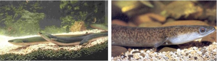左：日本鰻是台灣主要的養殖對象 / 右：鱸鰻在兩年前解禁，養殖也逐漸興盛