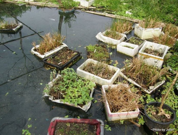 邱老師在自家後園的水池自製小浮島育水草種苗