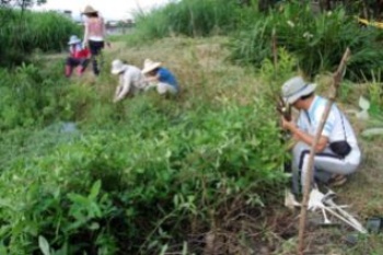 「蘭陽濕地生態社」的學員正在礁溪鄉龍潭國小扦插水社柳。(攝於2007年6月30日)