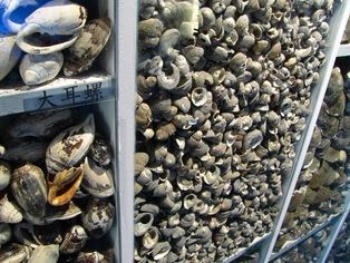 噶瑪蘭族人丟棄的大量食物殘渣，水生貝類為主體