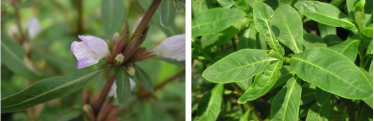 左：宜蘭水蓑衣淡紫色的花腋生，2-4朵 / 右：宜蘭水蓑衣的葉對生，倒披針形或卵狀長橢圓形