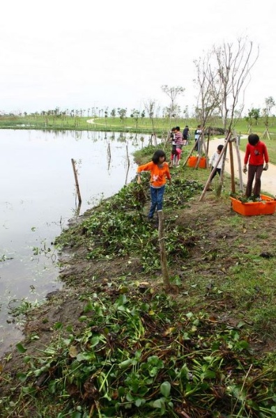 頭城國小的學童正在清除烏石港遺址中的外來種布袋蓮