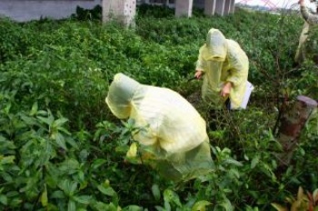 頭城國小六年級的學童參加2010年11月14日在蘭陽博物館舉辦的烏石港遺址宜蘭水蓑衣復育活動的前一日，先至羅東水資源中心採宜蘭水蓑衣種源