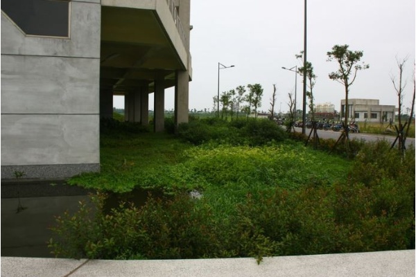 羅東水資源中心建築物底下的水池就是宜蘭水蓑衣暫歇之地