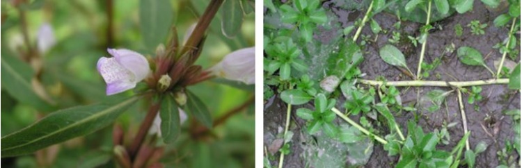 左：宜蘭水蓑衣莖是紅色的 / 右：水龍的莖是青白色的