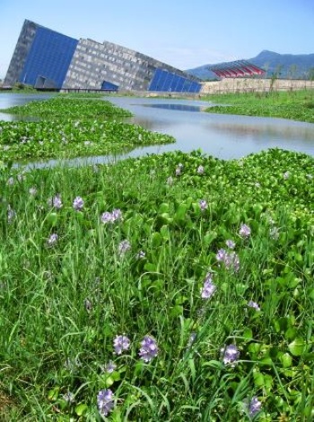 擁有美麗紫花的布袋蓮是一種生命力強悍的外來種植物 (莊雅惠 攝)