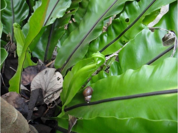 像鳥巢的山蘇 (邱錦和 攝)