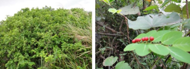 左：紅珠仔樹 / 右：紅珠仔
