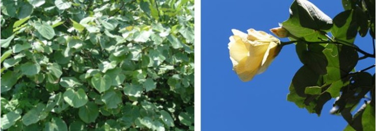 左：黃槿超大的心型葉是絕無僅有的明顯特徵，早年黃槿的大葉片經常被取用來當做蒸粿的墊葉，所以民間的俗名叫做「粿葉樹」(賴建丞 攝) / 右：黃槿外黃內暗紫的大鐘形花冠 (賴建丞 攝)