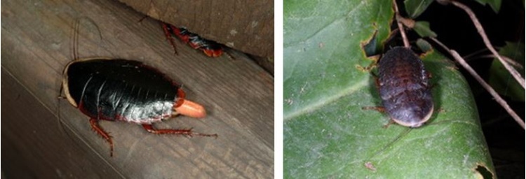 左：東方水蠊雌蟲 身體周邊紅色是雌蟲的最大特徵 / 右：東方水蠊雄蟲 身體周邊無紅色斑紋，體型也較雌蟲小，也較灰暗