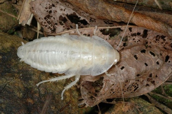 剛羽化的雌蟲，身體的顏色為白色，不久後會漸漸地變為黑色，常會讓不明究理的人，誤以為發現了突變的「白子」