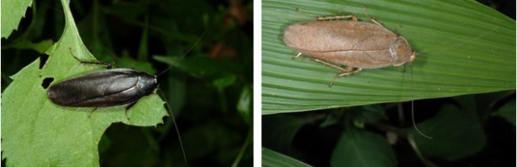 左：黑色型的高橋氏麻蠊 / 右：褐色型的高橋氏麻蠊
