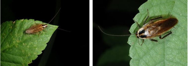 左：雙紋姬蠊為中小型蜚蠊，體色褐色至黑褐色，腳黑色，體型狹長，前胸背板有2條黑色縱紋，主要棲息在森林底層 / 右：烏來森蠊與雙紋姬蠊長得極為相似，若是無經驗的人常無法分辨這二者之差異，大致可以身體的形狀來區分，烏來森蠊體型較肥短，雙紋姬蠊則較為細長狀