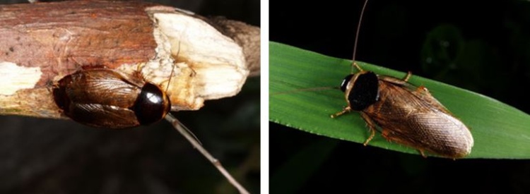 左：蘇里南潛蠊及印度潛蠊長像極為相似，分辨的方式是蘇里南潛蠊觸角較短 / 右：印度潛蠊的觸角較長