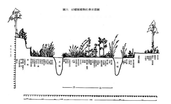 雙連埤A3樣區植物社會剖面圖 (資料來源：雙連埤整地後水生植物調查報告，p20，2003年7月)