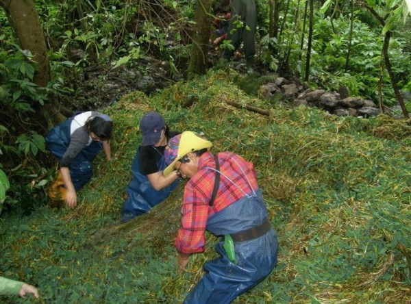 在冷埤把一部分的水禾堵住水面形成一個自然又不傷害水域生態的擋水牆
