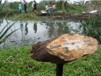 羅東林管處池畔豎立著自製水生植物解說牌
