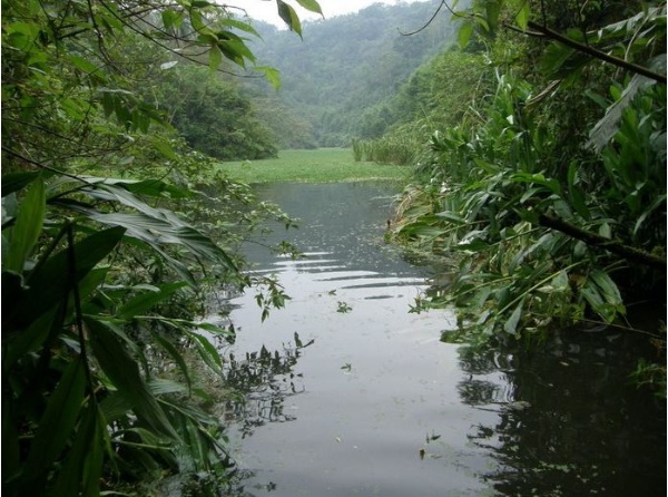 冷埤 從末端的河道往湖水拍，前方水面的水禾已經堵住河道了