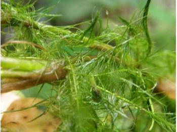 水禾沒有固定的根