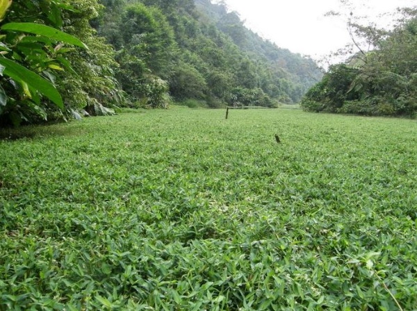 忙碌了大半天後，再回頭看那片水域，似乎沒有什麼改變！