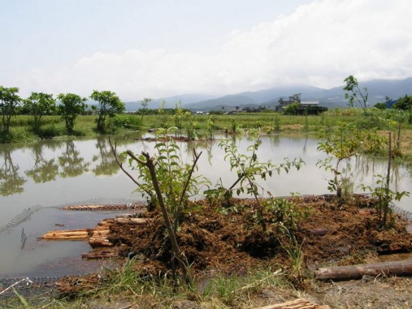 玉田社區的生態池與人工浮島