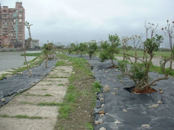 利澤社區五股圳風箱樹定植後半年存活率為100％(邱錦和 提供)