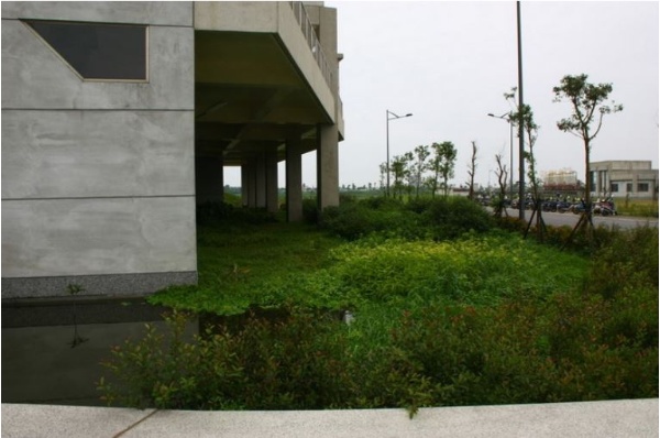 水池布滿紅辣蓼、大萍、過長沙、白花水龍等水生植物和一些禾本科雜草