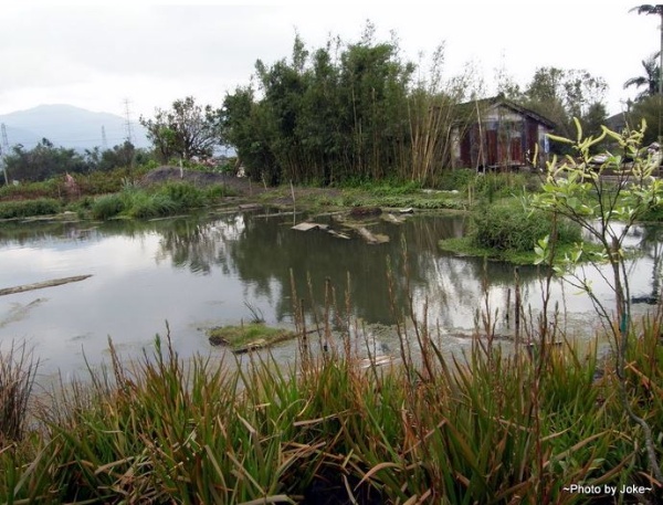 學員林昆陵家位於冬山鄉的生態池，該班學員協助營造及管理
