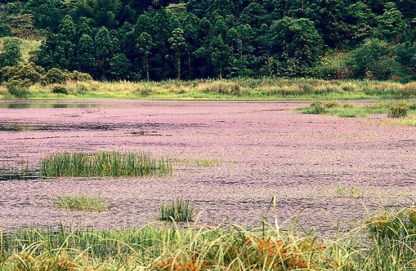 雙連埤(邱錦和 攝)，雙連埤為台灣國寶級溼地，孕育豐富、多樣化的動植物資源。湖內著生許多珍貴的水生植物，如水社柳（又名金柳），是水陸雙棲的木本植物；野菱，果實像鬼面具；華克拉莎，是台灣最大型的水生莎草；三儉草，是台灣最大型的刺子莞屬植物；眼子菜、黃花狸藻、馬來刺子莞等都是特有的植物。水域中另有一片台灣獨特的浮島生態環境，是水鳥、動植物與大自然共同經營的特殊生態棲地