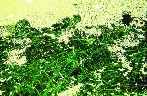 眼子菜(邱錦和 攝)