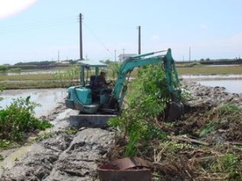 搶救二城風箱樹(邱錦和 攝)