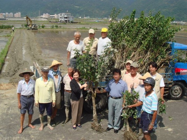 搶救二城風箱樹(邱錦和 攝)