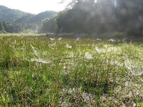 草埤濕地中寬廣的天然浮島