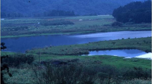 雙連埤天然浮島(邱錦和 攝)