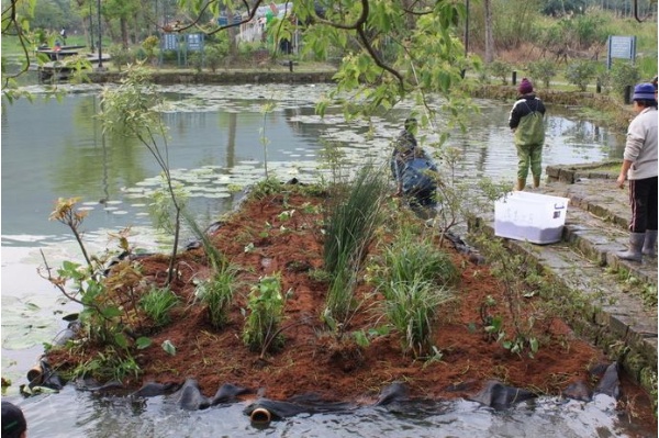 水生植物種苗已經種植完成